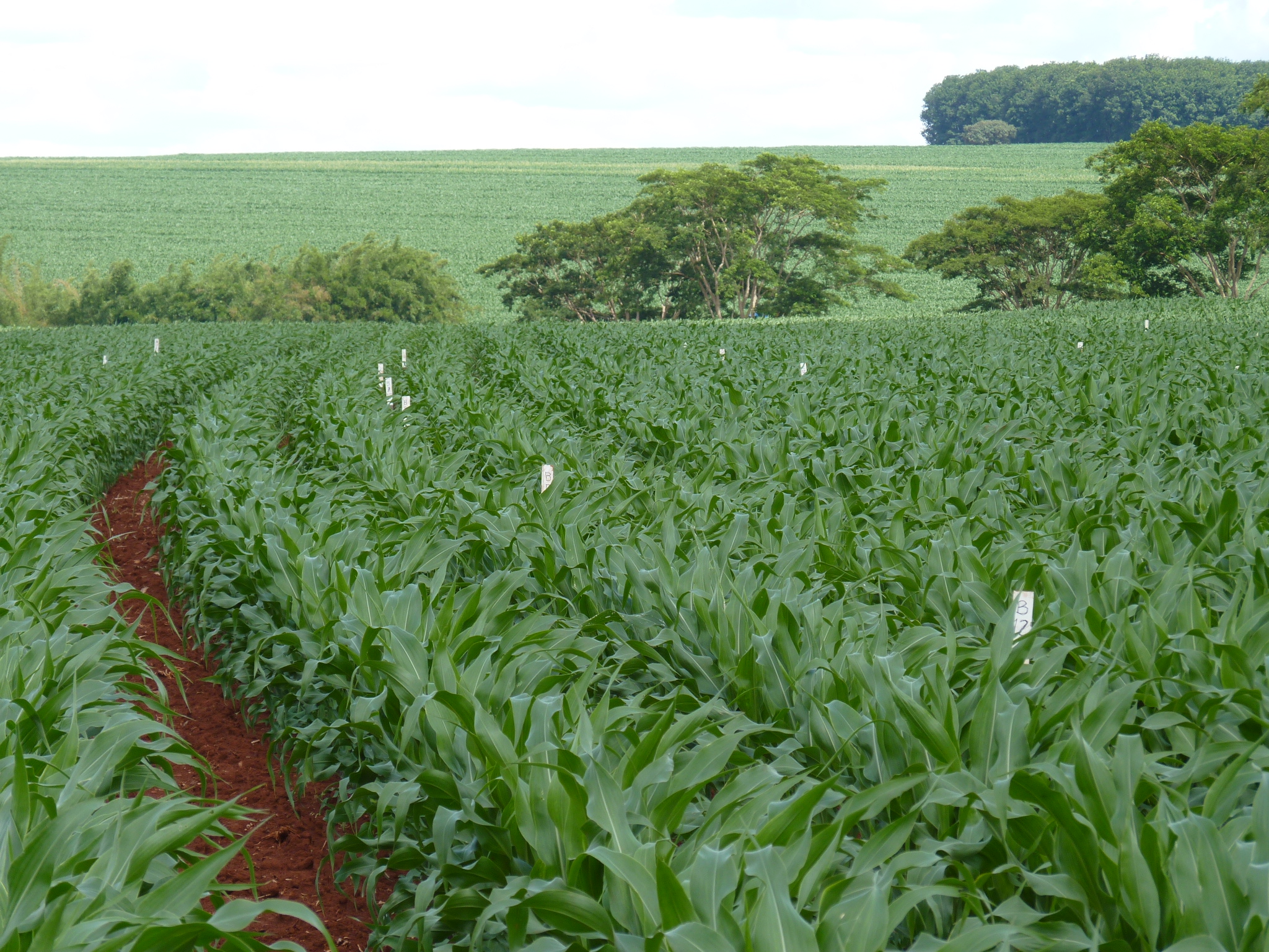 Área experimental cultivada com milho.