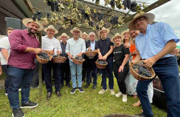 Safra de uva deve superar 957 mil toneladas no RS em 2026