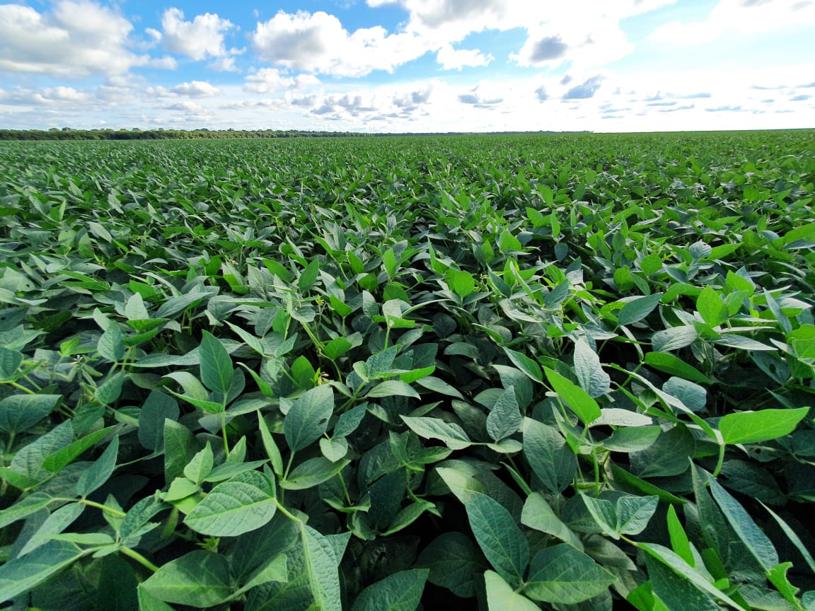 Tecnologia reduz impactos  da fitotoxidade no cultivo da soja