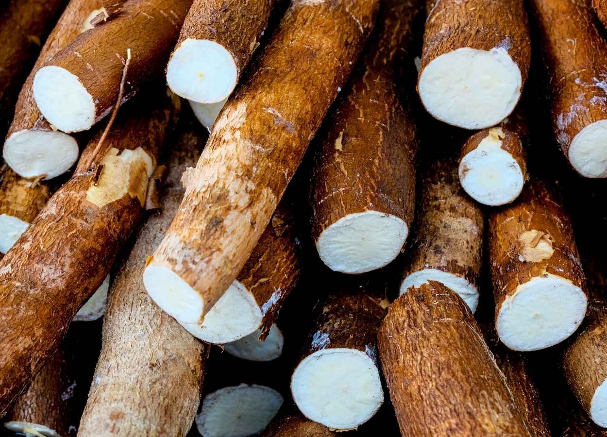 Embrapa propose des cours gratuits sur le manioc via e-Campo.