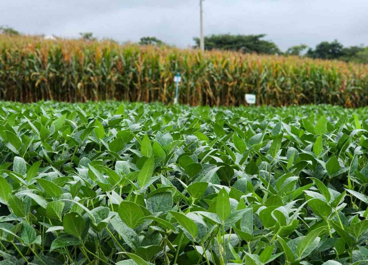 Produção de grãos em Minas cresceu 61% na última década