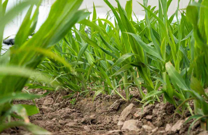 Agritechnica 2025 terá foco em agricultura regenerativa