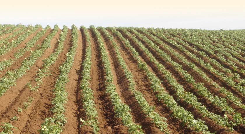 Exigências de importação de batata semente