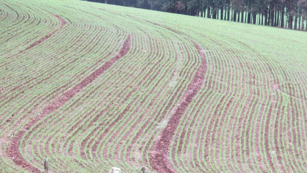 Produtores de trigo aguardam chuva para concluir plantio no RS