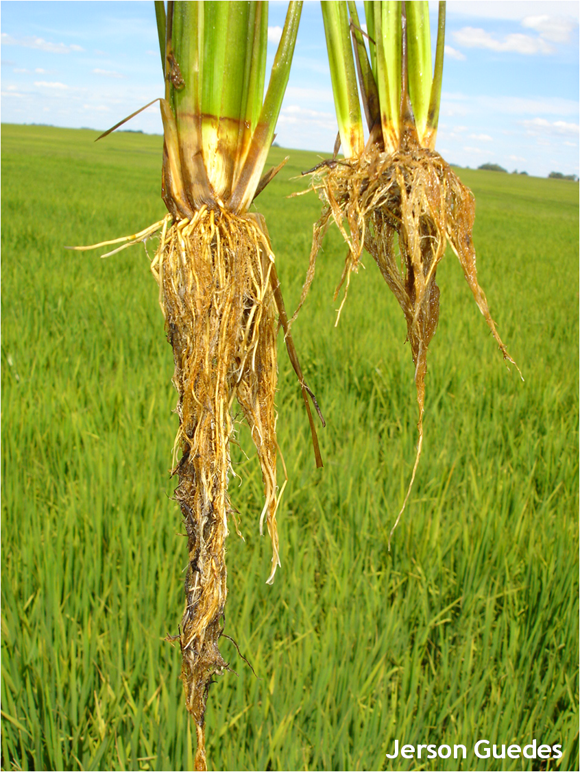Raízes de arroz sem danos (esquerda) e com danos de bicheira-da-raiz do arroz (direita) 