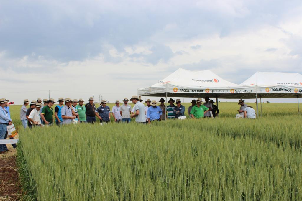 ​​​​Lavouras de trigo apresentam alto potencial produtivo na região de Ijuí, RS