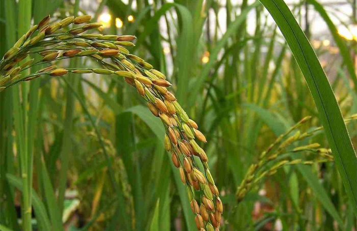 Pyriculol ativa defesa do arroz contra brusone