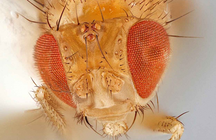 Infecções virais persistentes afetam Drosophila melanogaster
