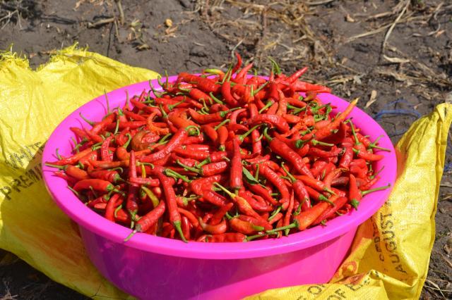 Projetos envolvendo pimentas e pimentões são implementados em países da África