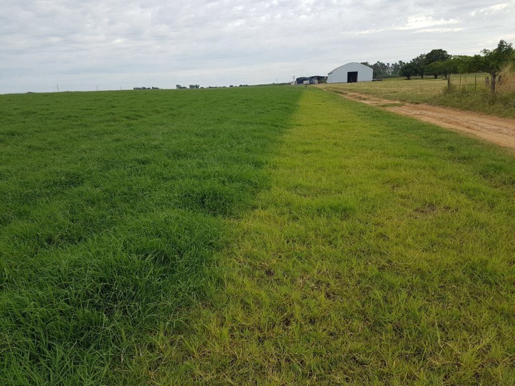 ​Irrigação por gotejamento em Capim Tifton aumenta em mais de 40% a produção em fazenda em São Paulo