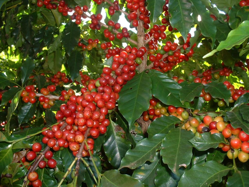 Chuvas e calor menos intenso aliviam condições das lavouras de café