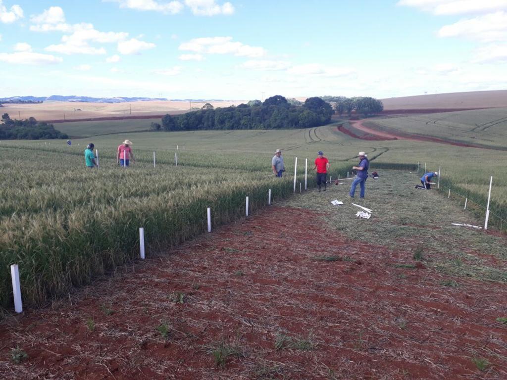 Nutrição do solo será destaque em Dia de Campo em Erechim, RS