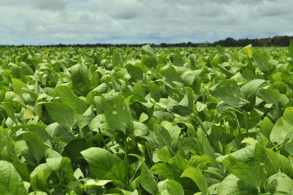 Fóruns Regionais do CESB movimentam produtores de todo o país