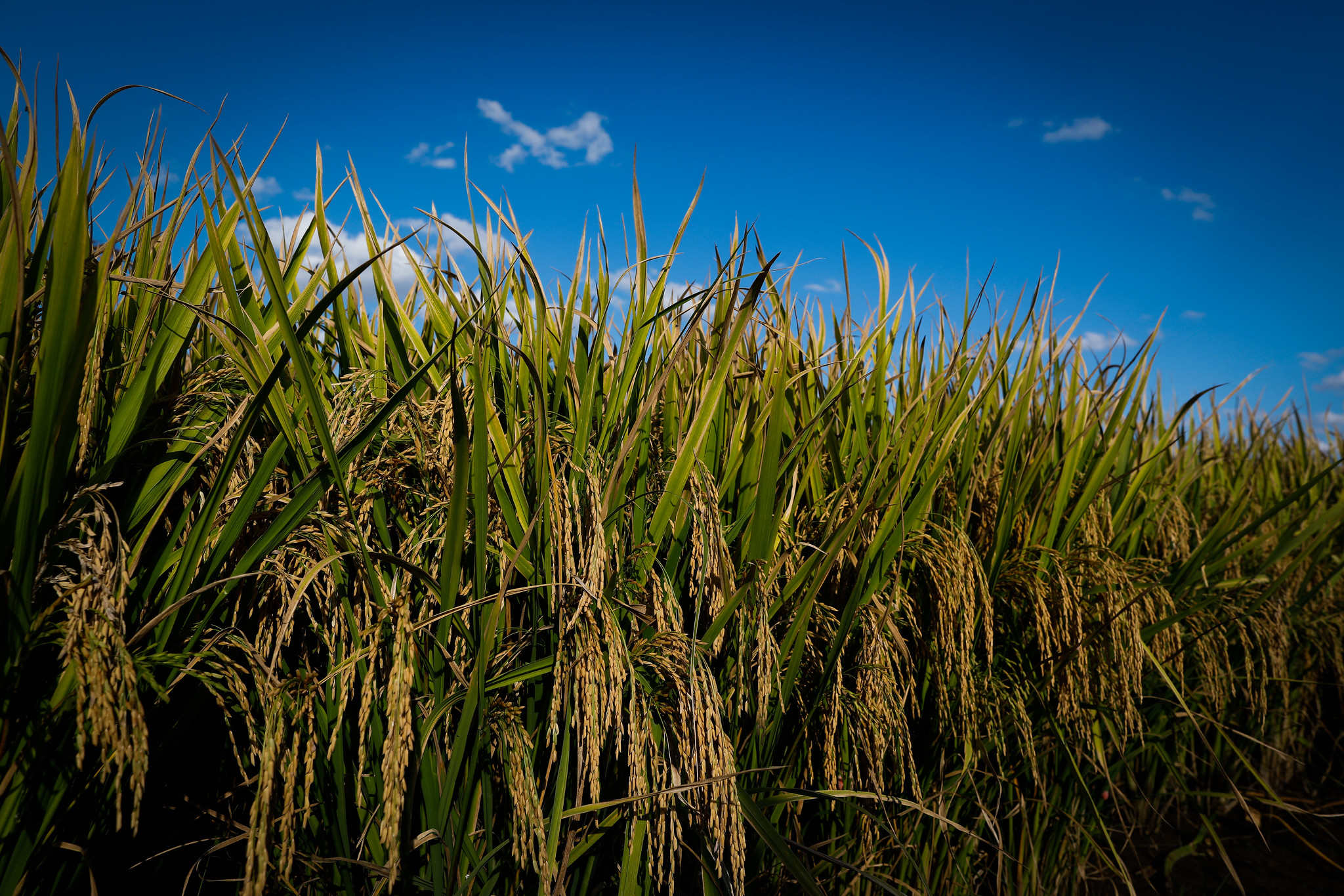 Avanço da colheita pressiona cotações do arroz no RS