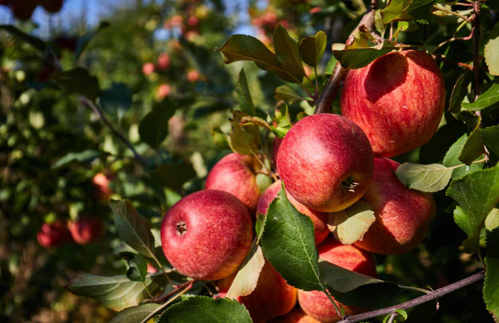 Área plantada com maçã na Serra Catarinense cresceu 16% nos últimos três anos