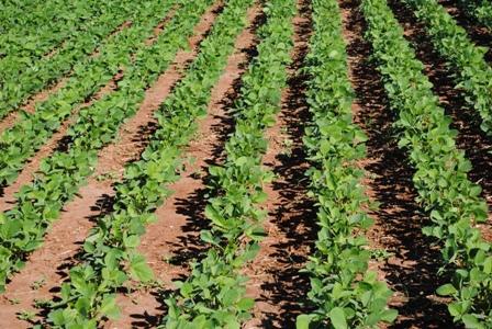​Soja Intacta RR2 PRO ganha aplicativo e espaço no campo