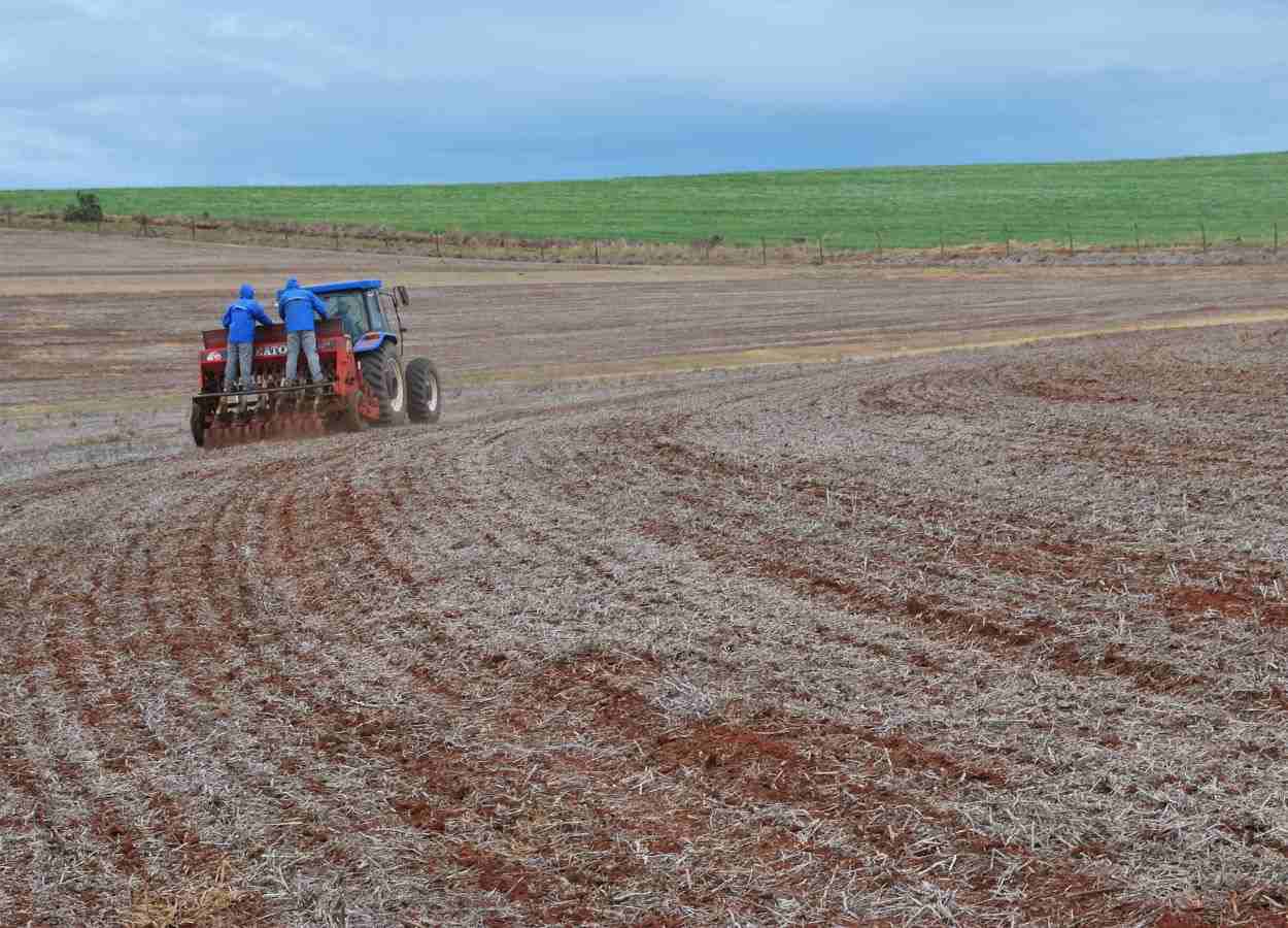 Chuvas atrasam a semeadura do trigo no RS