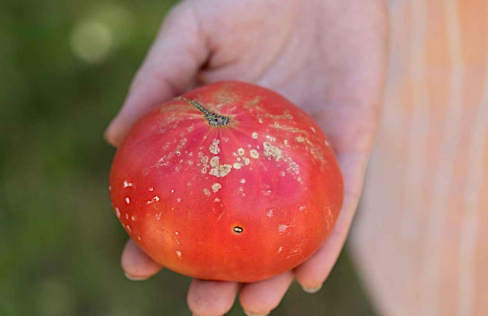 Descoberta proteína que ajuda bactéria a invadir plantas