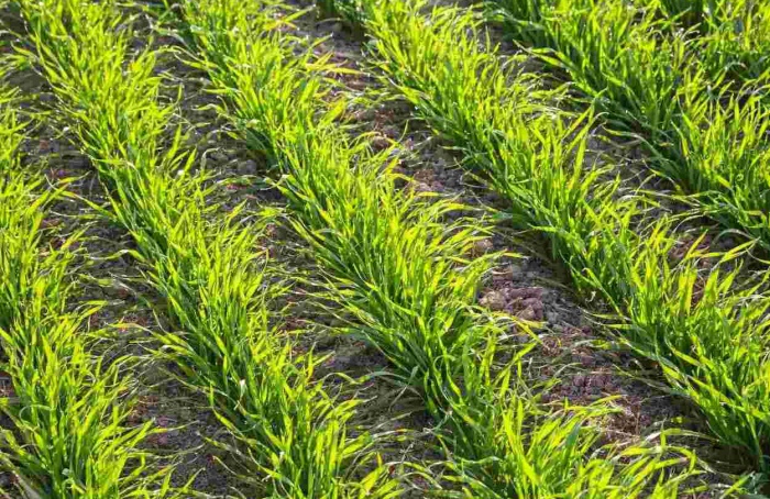PR Safra 2025/26: área com trigo cai 11% no Paraná