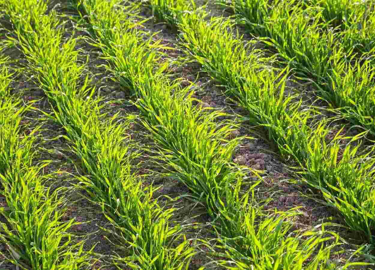 PR Safra 2025/26: área com trigo cai 11% no Paraná
