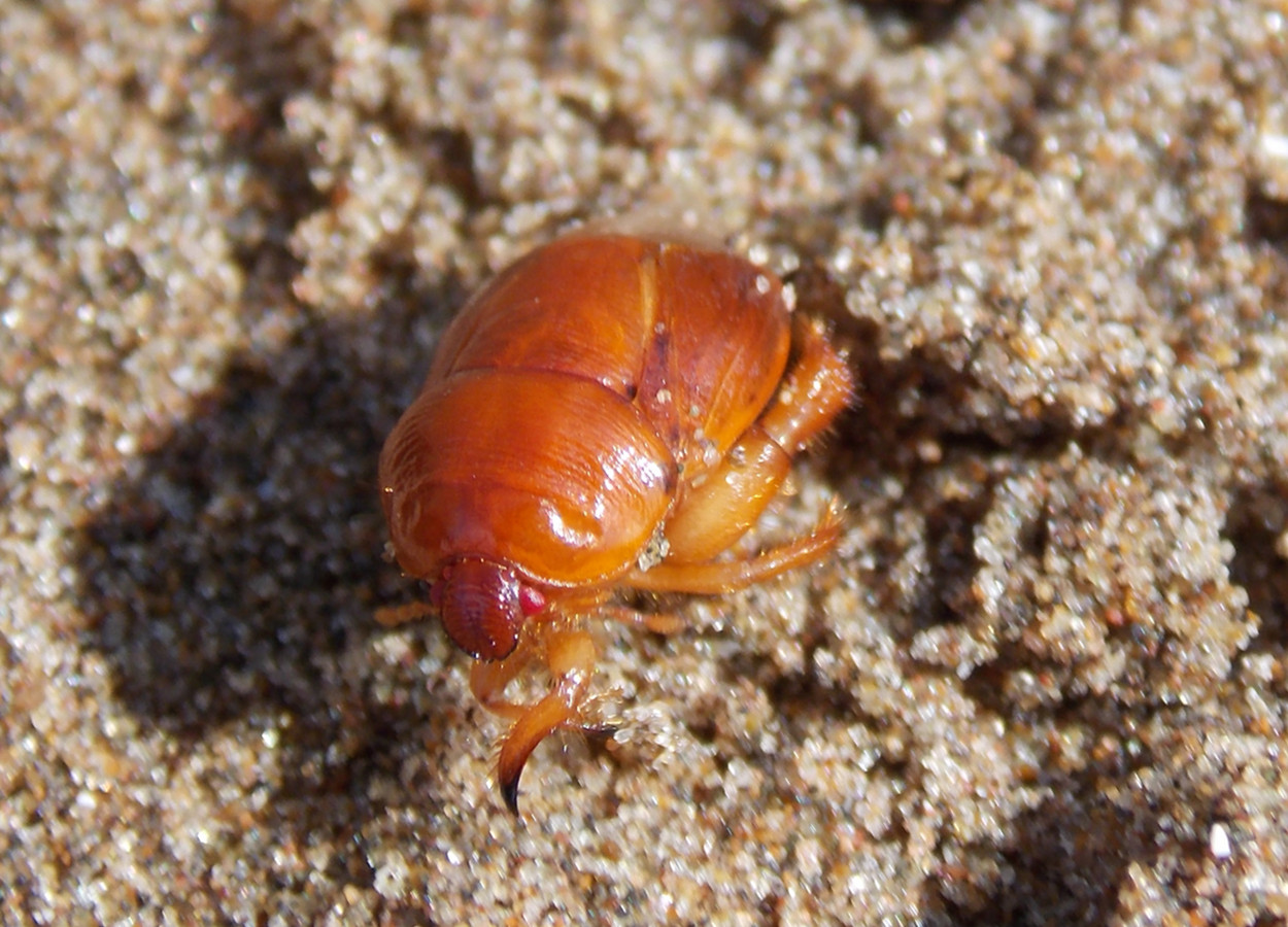 Foto:&nbsp;Lucas Rubio / iNaturalist - CC BY 4.0