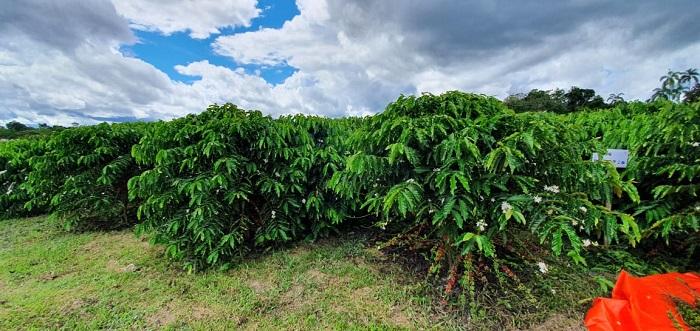 Primeira colheita de café clonal é realizada em projeto da parceria Embrapa e Ufam