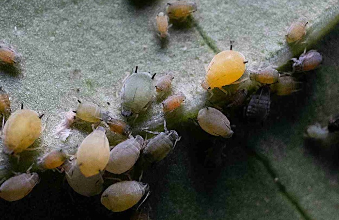 Estrigolactonas elevam resistência do pepino a pulgões