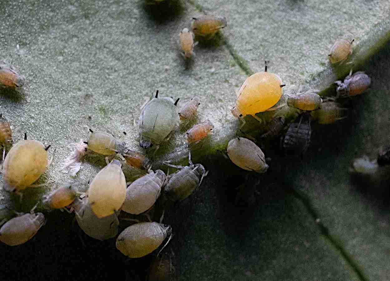 Estrigolactonas elevam resistência do pepino a pulgões