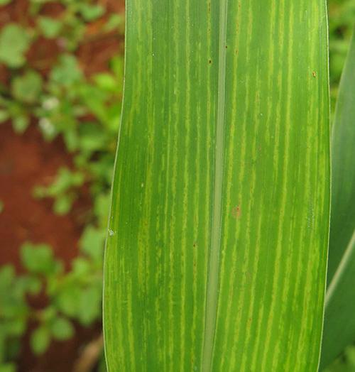 Mais um vírus causador de mosaico em sorgo é identificado no Brasil