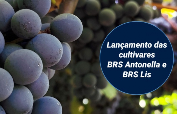 Dia de Campo da Embrapa apresenta novas cultivares de uva