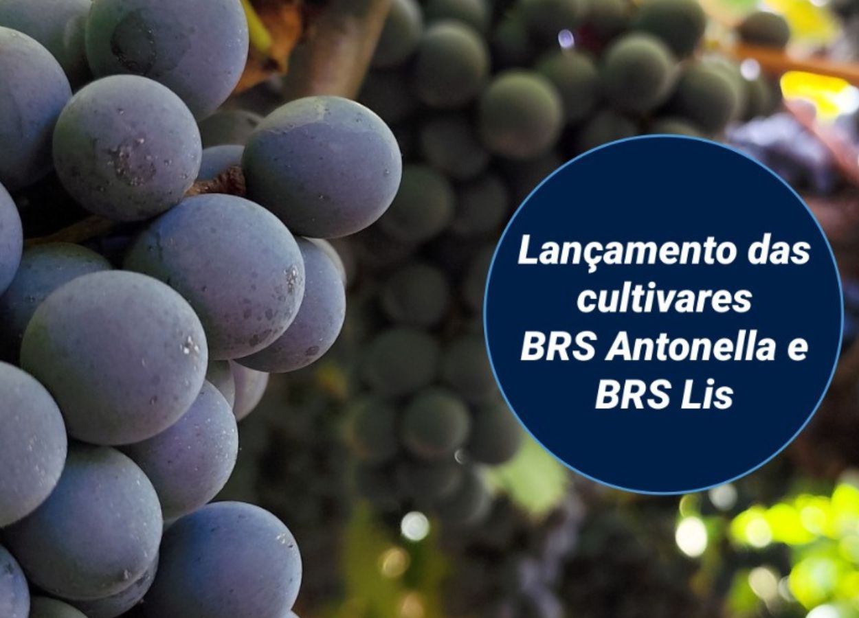 Dia de Campo da Embrapa apresenta novas cultivares de uva