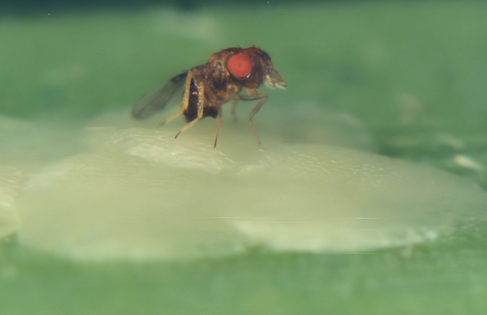Guia auxilia na identificação de espécies de Trichogramma