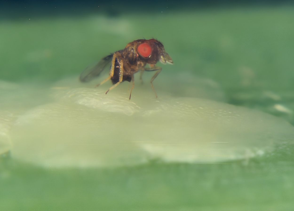 Guia auxilia na identificação de espécies de Trichogramma