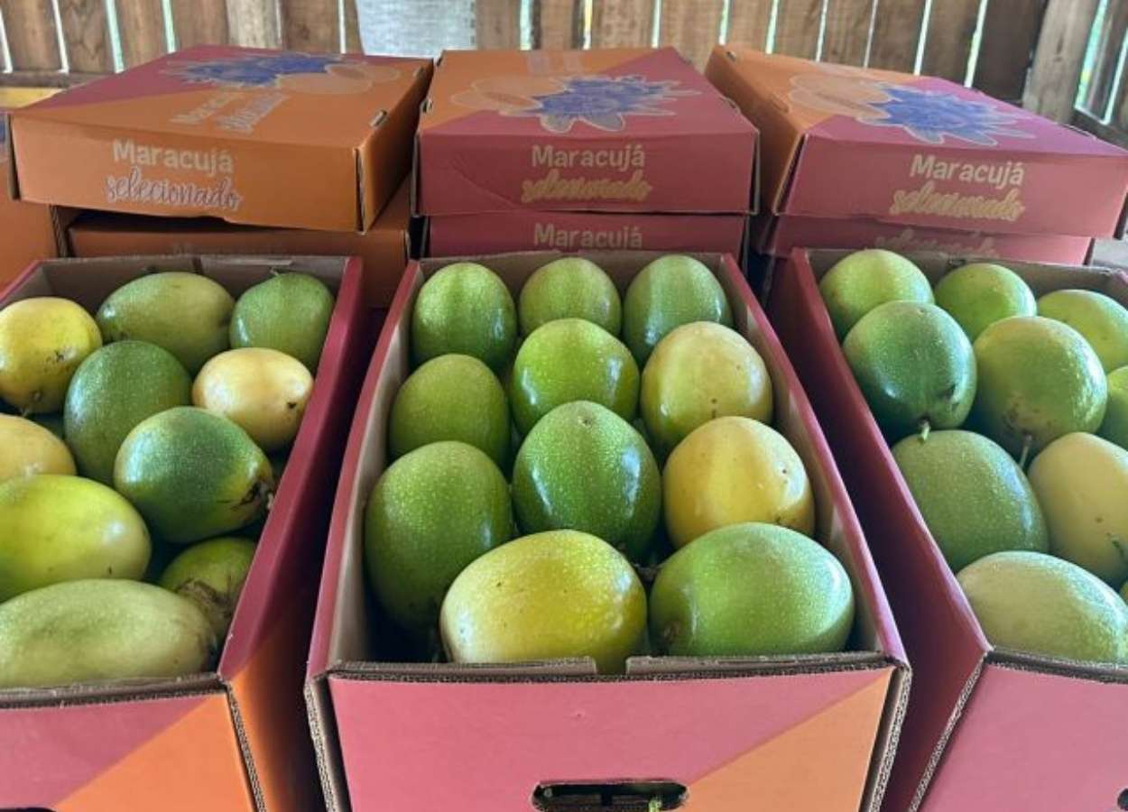 A média da produtividade dos pomares ficou em 28,4 toneladas por hectare