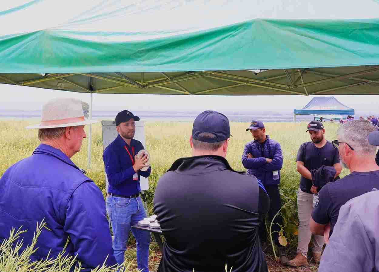Carinata avança no RS com foco em biocombustível de aviação