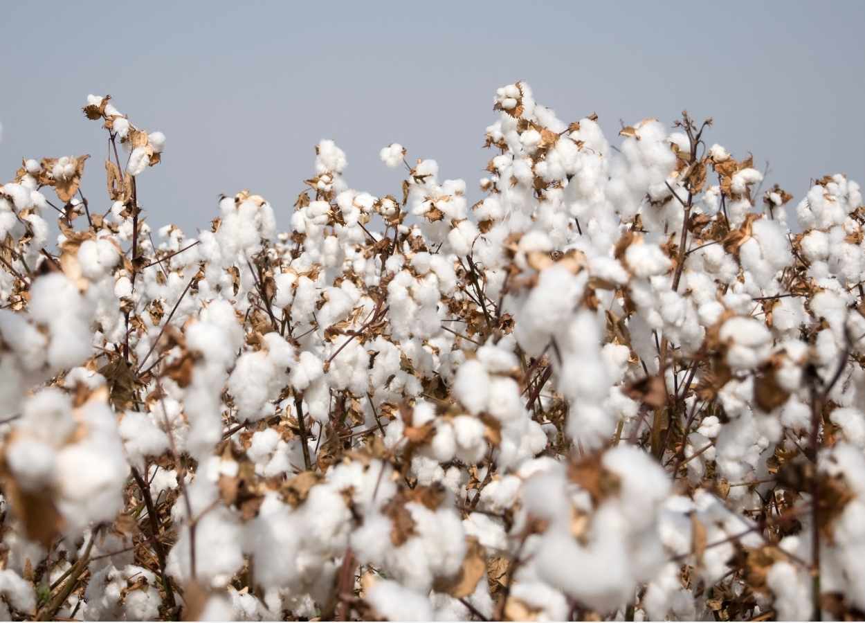 Mercado de defensivos para algodão cresce 14% na safra 25/26