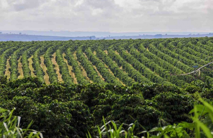 Mudanças climáticas desafiam produção de café
