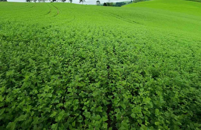 Coopertradição projeta bom desempenho na safrinha de feijão