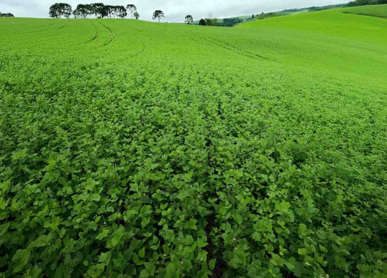 Coopertradição projeta bom desempenho na safrinha de feijão