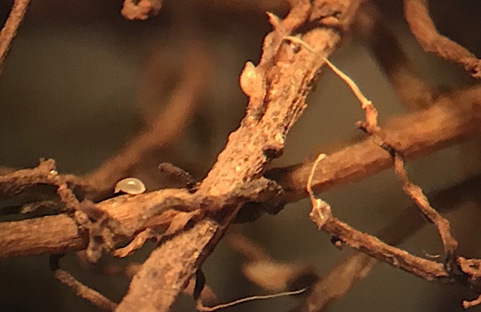 Monitoramento de raças de nematoide-de-cisto da soja no Oeste da Bahia