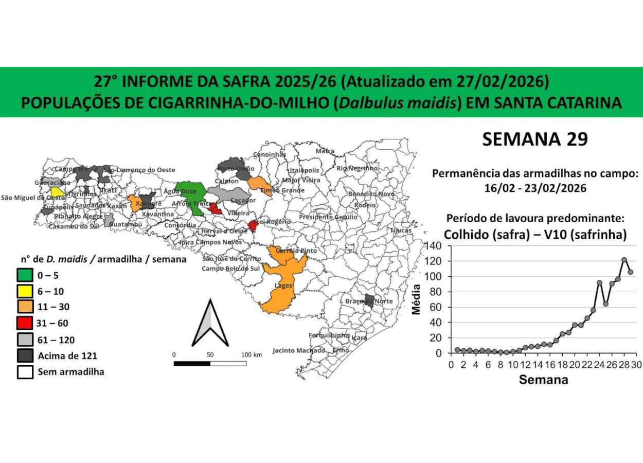 Monitora Milho SC indica avanço de patógenos e reforça manejo nas fases iniciais da lavoura