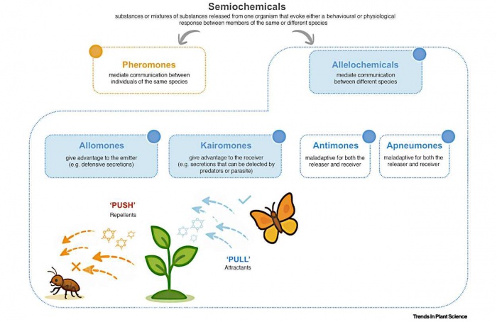 Metabólitos vegetais avançam no controle comportamental de pragas