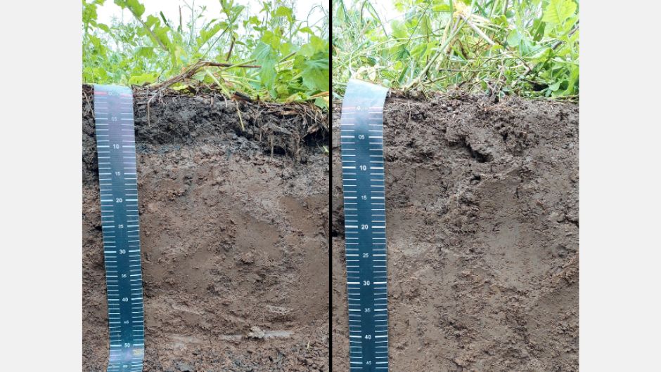 Perfis de solo com plantas de cobertura: à esquerda, com aplicação de biocarvão e, à direita, sem biocarvão; foto: divulgação