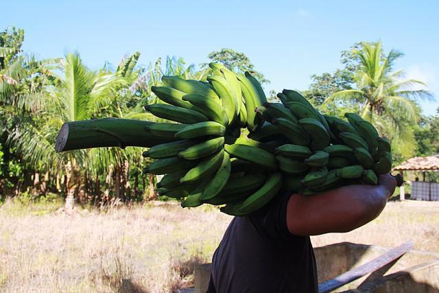Embrapa lança nova cultivar de bananeira desenvolvida para o Pará
