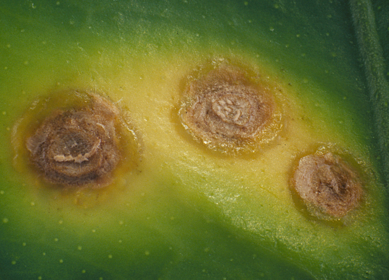 Foto: Jeffrey W Lotz, Florida Department of Agriculture