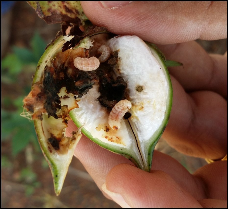 Larvas do bicudo-do-algodoeiro no interior da maçã de algodão. (Foto: Eduardo M Barros)