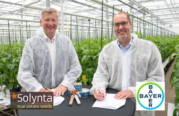 Bayer e Solynta firmam parceria para distribuir sementes verdadeiras de batata
