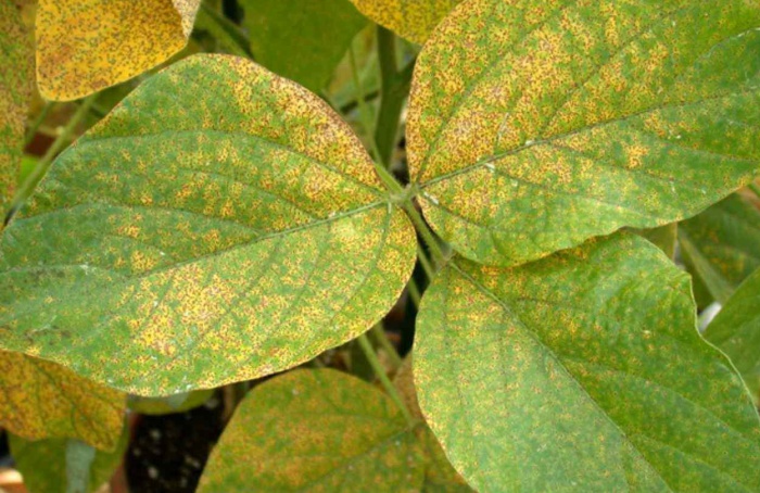 Goiás confirma casos de ferrugem-asiática e intensifica vigilância