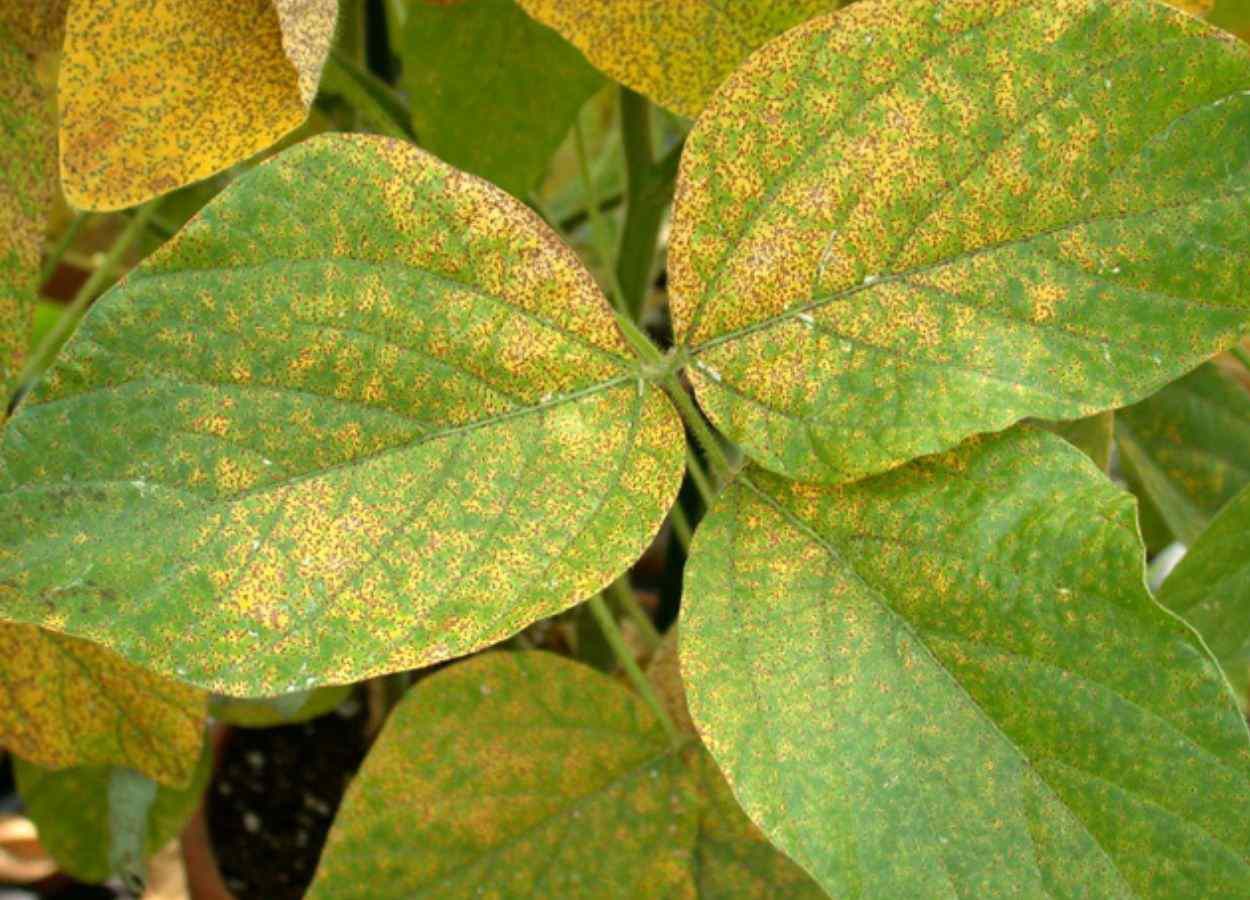 Monitoramento registra 260 amostras analisadas nesta safra no Sudoeste