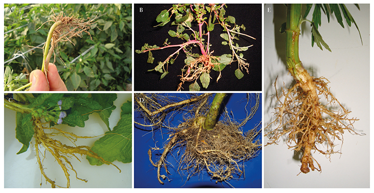 Figura 5 - Raízes de plantas daninhas infectadas por Meloidogyne spp.: A - beldroega (Portulaca oleracea); B - caruru (Amaranthus hybridus var. patulus); C - mentrasto (Ageratum conyzoides); D - joá-de-capote (Nicandra physaloides) e E - erva-de-macaé (Leonorus sibiricus).